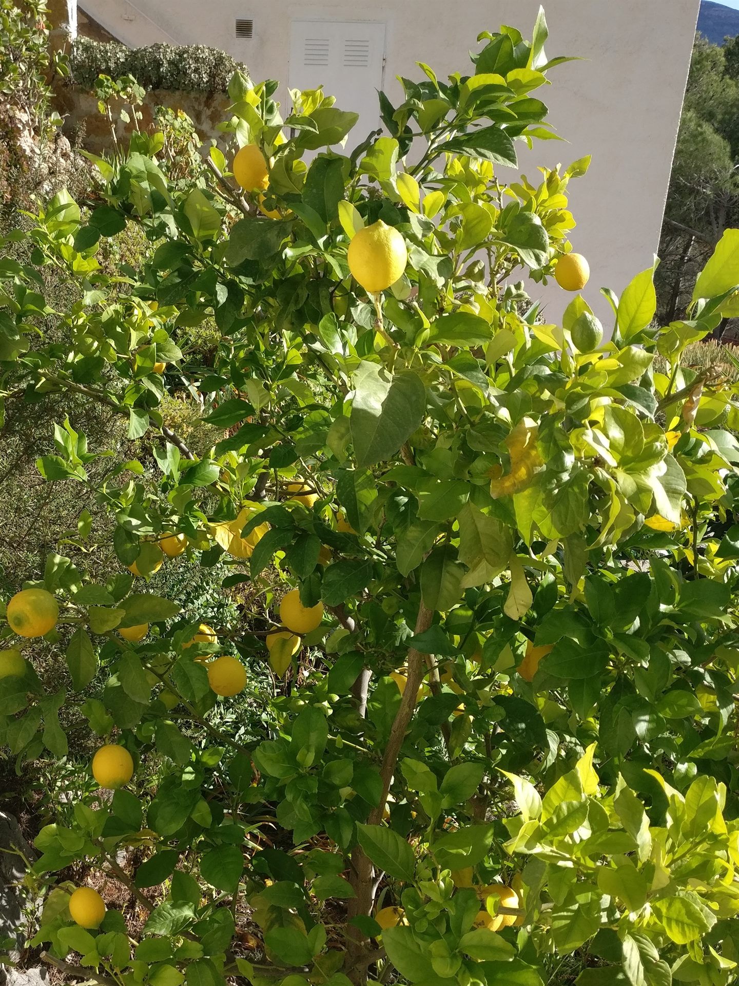 Citrusboom in de tuin