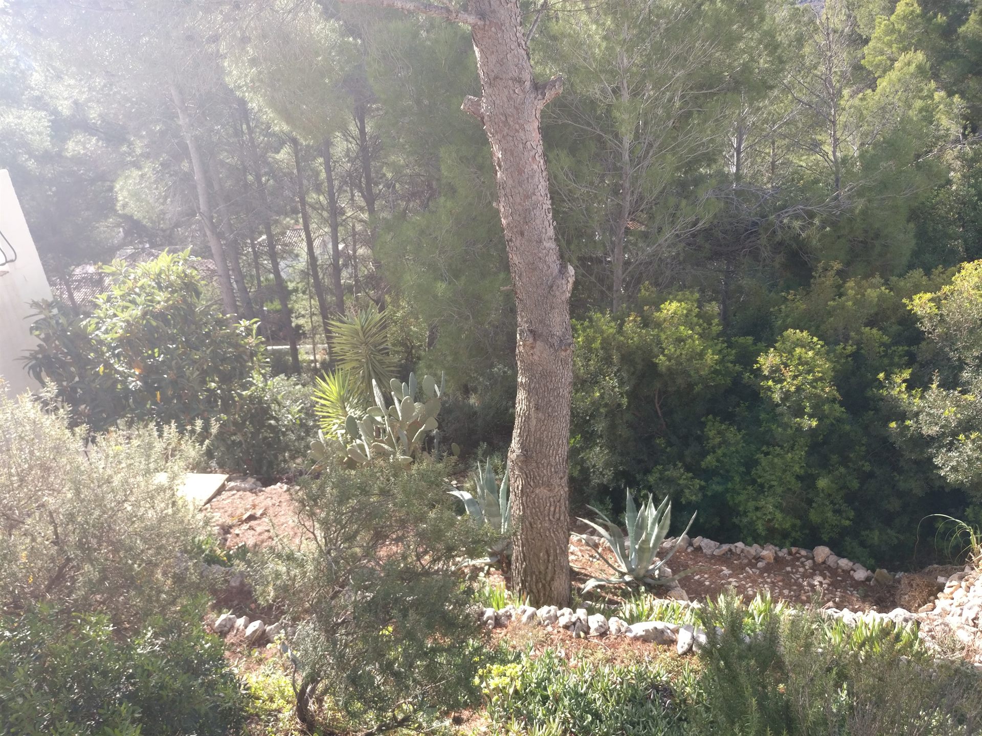 Tuin met cactussen en struiken